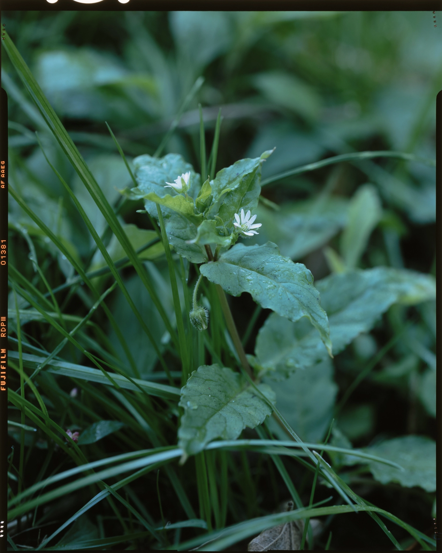 Stellaria aquatica